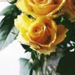 yellow rose