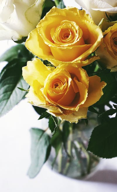 yellow rose